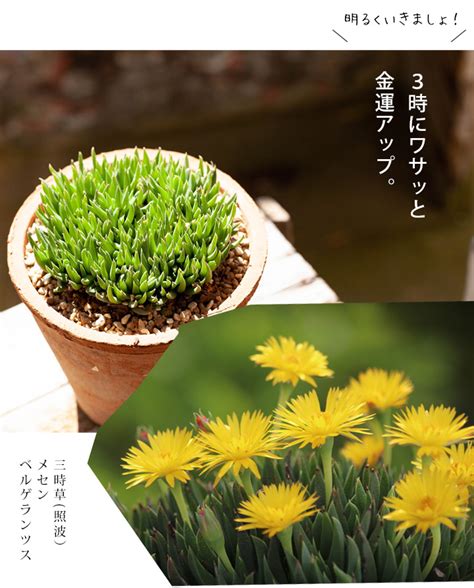 三時花|三時草とは？多肉植物としての特徴や名前の由来・開。